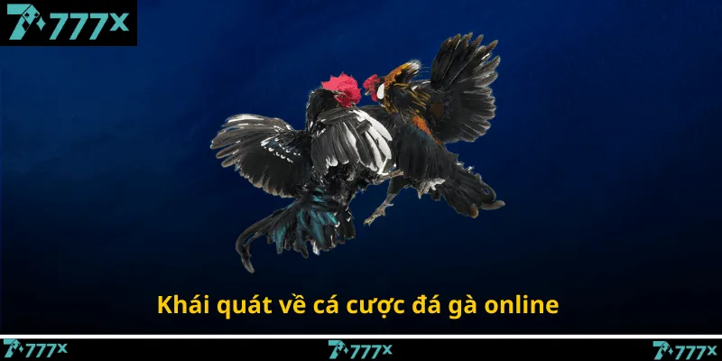 Khái quát về cá cược đá gà hôm nay